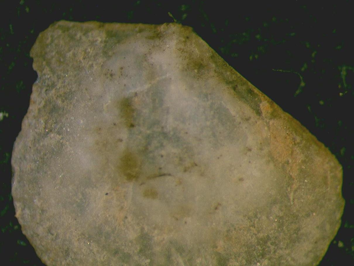 giovanissimo bivalve ????